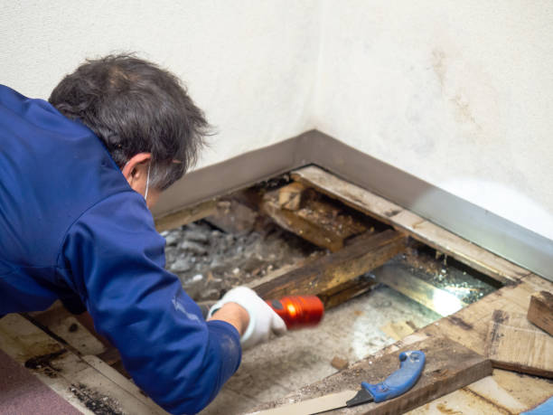 Mold Testing and Removal in Western Springs, IL