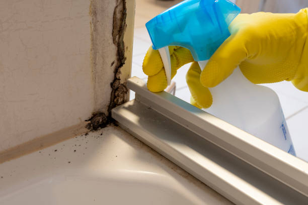 Best Residential Mold Removal  in Western Springs, IL