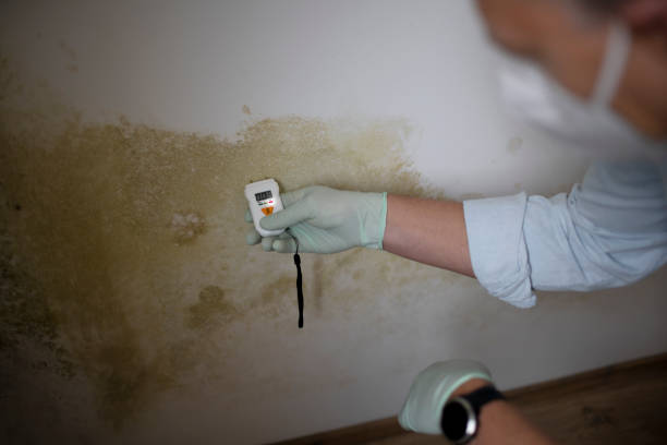 Crawl Space Mold Removal in Western Springs, IL