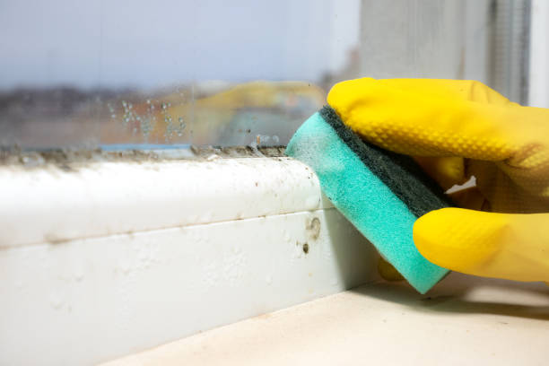 Best Black Mold Removal  in Western Springs, IL