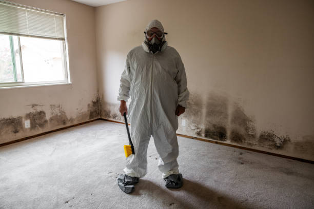 Best Certified Mold Removal  in Western Springs, IL