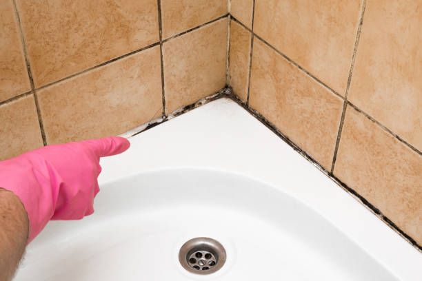 Best Crawl Space Mold Removal  in Western Springs, IL